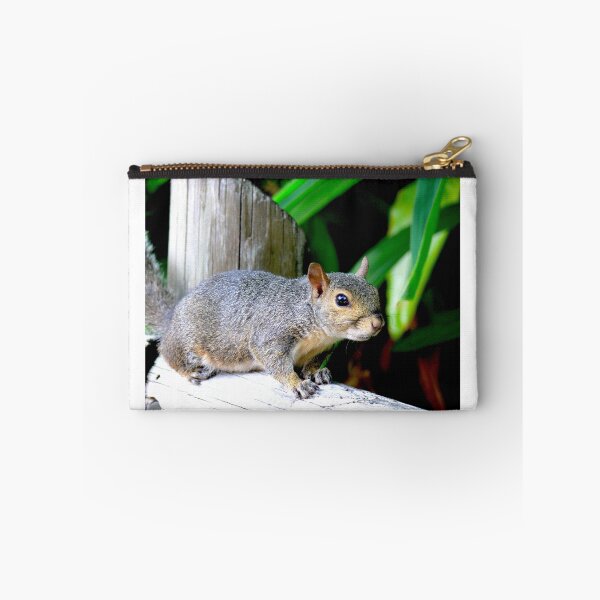 Item preview, Curious Squirrel at Busch Gardens, Tampa, Florida designed and sold by Monika's Shop.