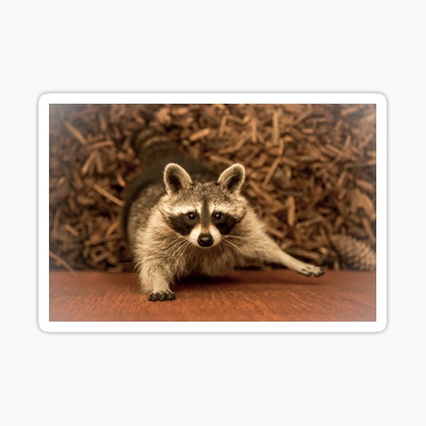 Raccoon, animal photography (wildlife) Sticker