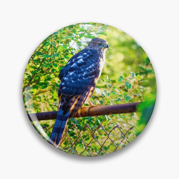 Item preview, Female Red Tailed Hawk designed and sold by BeccaPhoto.