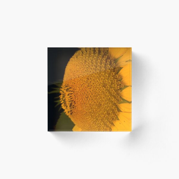 The little tournasol By Yannis Lobaina Acrylic Block