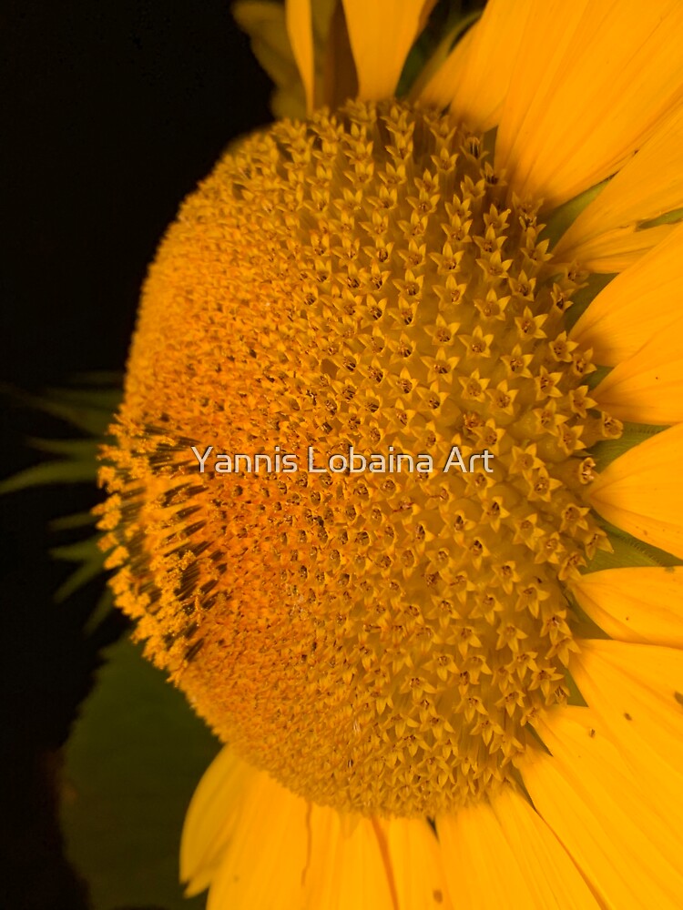 The little tournasol By Yannis Lobaina by lobaina1979