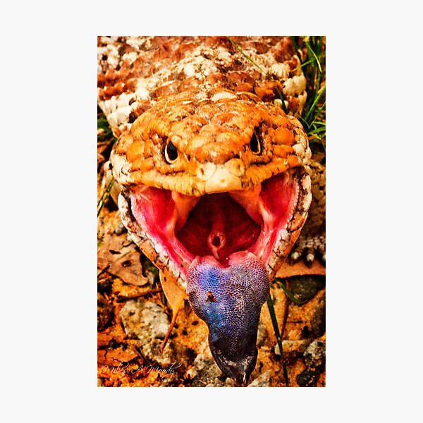 Item preview, Blue Tongue Lizard designed and sold by Miles Moody.