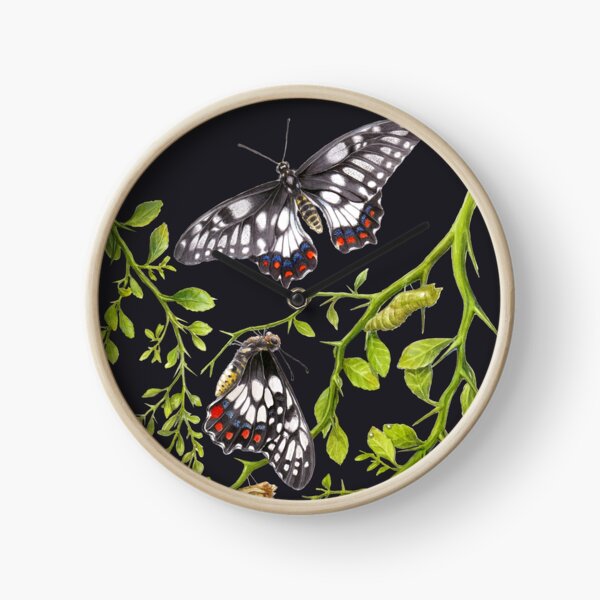 Dainty Swallowtail Butterfly Life Cycle on Native Lime - Dark Background Clock