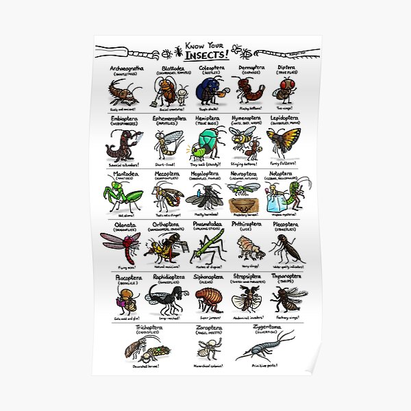 Illustrated Guide to Insects Poster