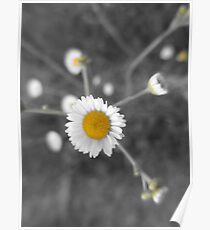 Flowers Poster