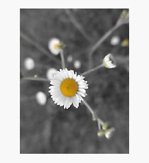 Flowers Photographic Print