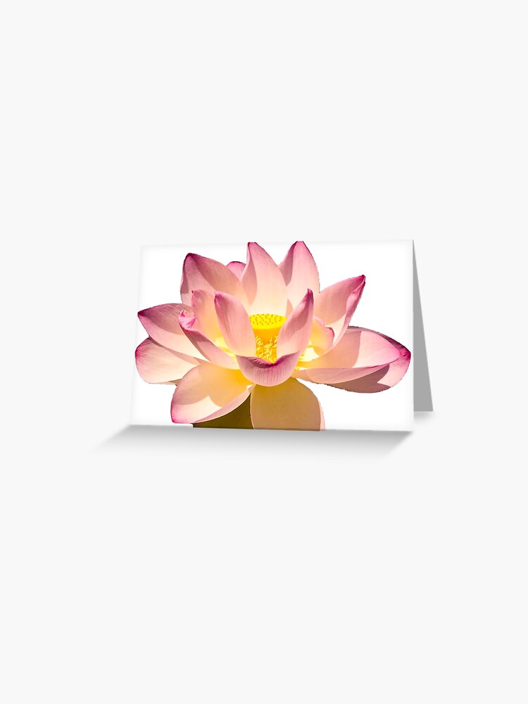 Tarjetas de felicitación «Hermoso loto rosa, flor de lirio, mente brillante  y pacífica, serenidad» de NiceThing-com | Redbubble