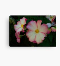 Begonia Leinwanddruck