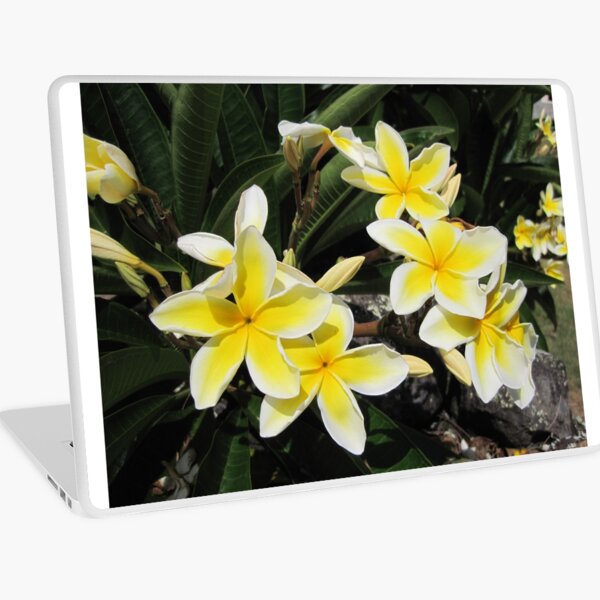 Item preview, Fleur de Plumeria à Hawaii designed and sold by tammyschroder.