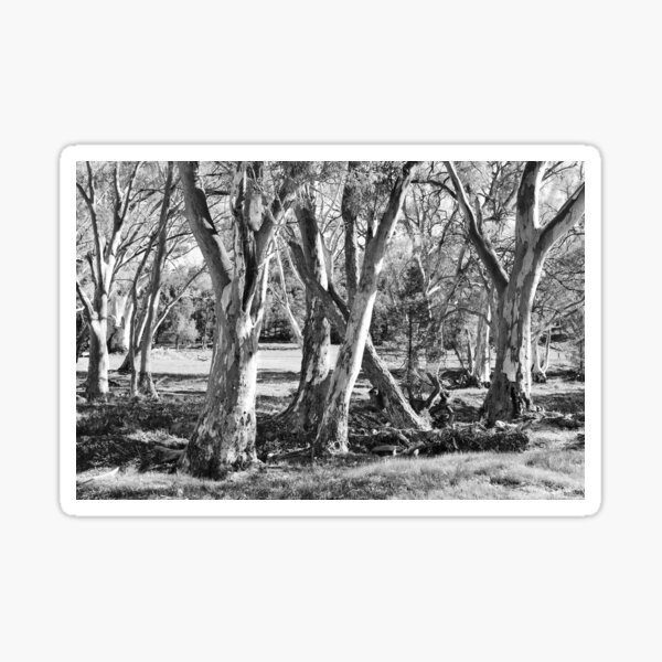 Item preview, Gum Trees in the Flinders Ranges BW designed and sold by Lexa Harpell.