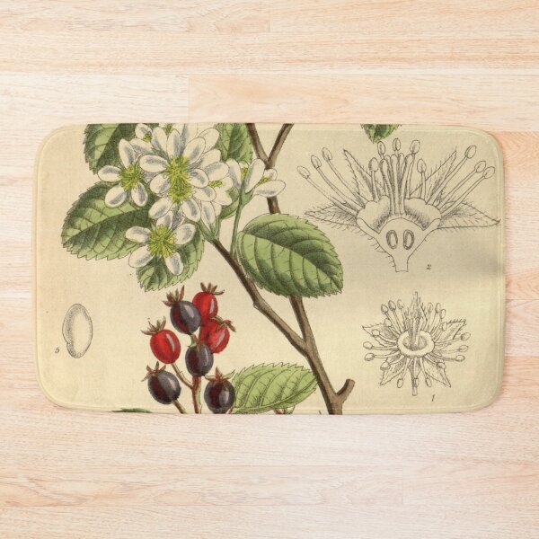 Item preview, Amelanchier florida 141 8611 designed and sold by EsotericBotanic.