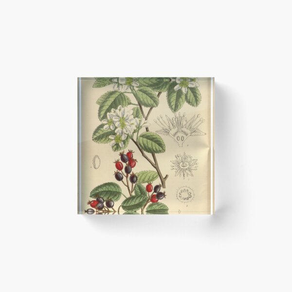 Item preview, Amelanchier florida 141 8611 designed and sold by EsotericBotanic.