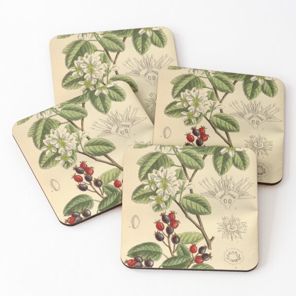 Item preview, Amelanchier florida 141 8611 designed and sold by EsotericBotanic.