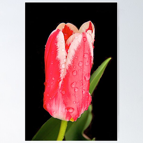 Item preview, Raindrop and Tulips designed and sold by Cee Neuner.