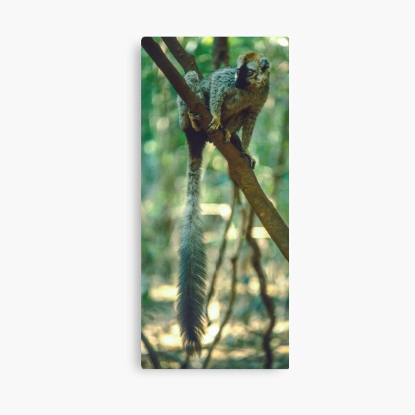 A lemur's tail Canvas Print