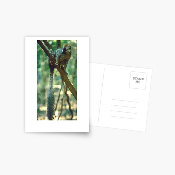 A lemur's tail Postcard