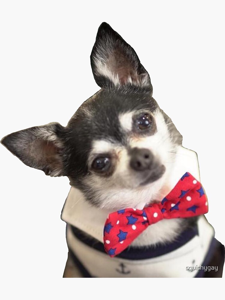 "Mr. Marbles Being The Most Handsome Creature Alive" Sticker for Sale