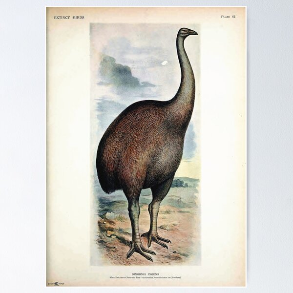 Item preview, Vintage bird plate - extinct birds - Dinornis ingens designed and sold by Gardenlibrary.
