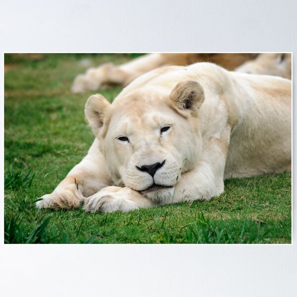 Item preview, Female White Lion designed and sold by Chris  Randall.