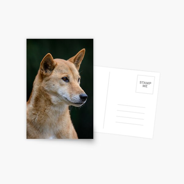 Item preview, Australian Dingo designed and sold by Chris  Randall.