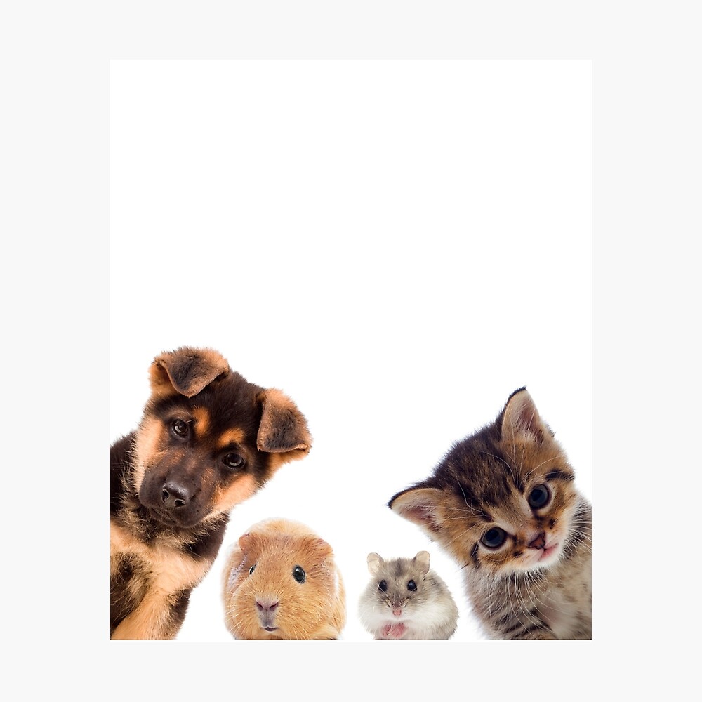 kitten and guinea pig