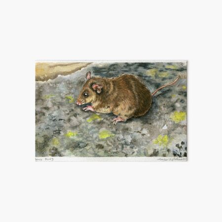 Item preview, Mountain Pygmy Possum designed and sold by amberwjohnson.