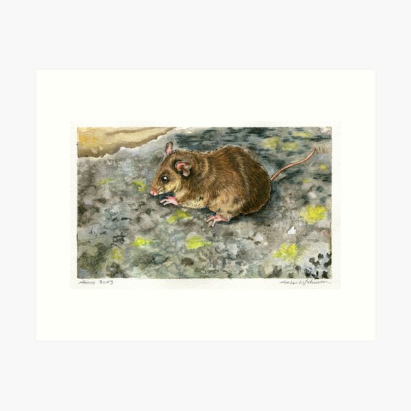 Item preview, Mountain Pygmy Possum designed and sold by amberwjohnson.