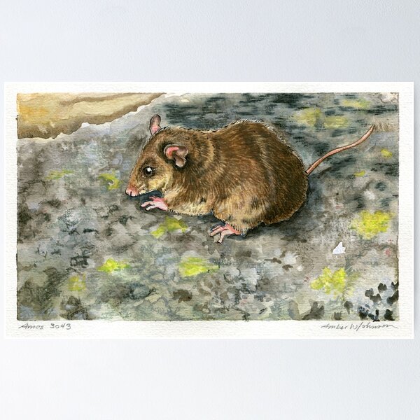 Item preview, Mountain Pygmy Possum designed and sold by amberwjohnson.