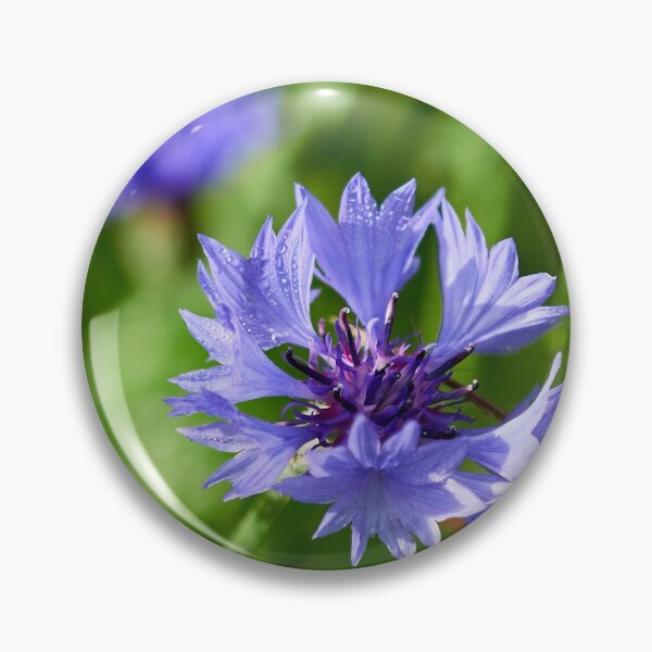 Item preview, Morning dew on a Bachelor's button 4 designed and sold by Jouko Lehto Photography.