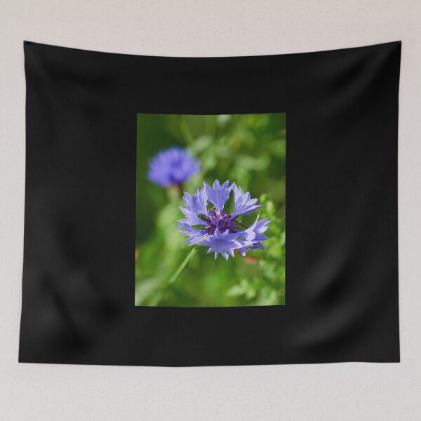 Item preview, Morning dew on a Bachelor's button 4 designed and sold by Jouko Lehto Photography.