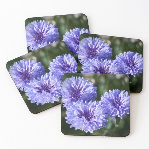 Item preview, The handsome trio of Bachelor's buttons 5 designed and sold by Jouko Lehto Photography.