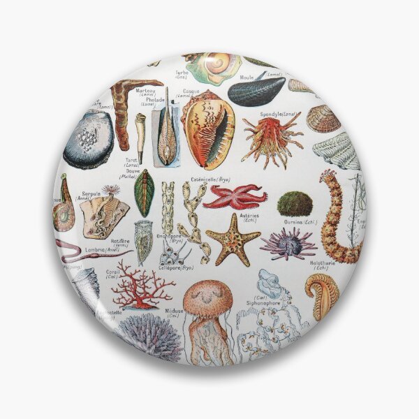 Item preview, Adolphe Millot - Mollusques - Vintage french zoology illustration designed and sold by Gardenlibrary.