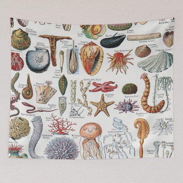 Item preview, Adolphe Millot - Mollusques - Vintage french zoology illustration designed and sold by Gardenlibrary.