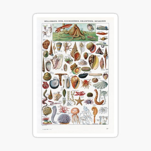 Vista previa del artículo con la obra «Adolphe Millot - Moluscos - Ilustración de zoología francesa vintage», diseñado y vendido por Gardenlibrary.