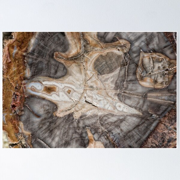 Item preview, Petrified wood designed and sold by Roger Porter.
