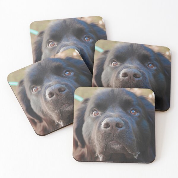 Item preview, Nariz de Newfie capaz de boop designed and sold by LovelyWorld.