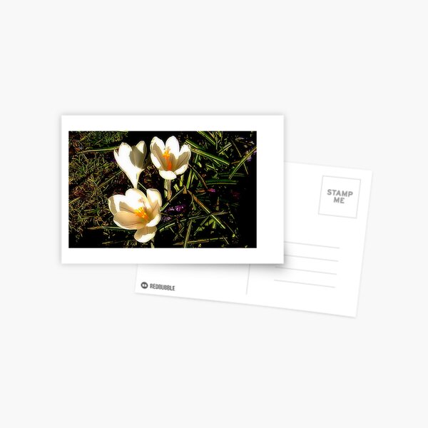 Postcard