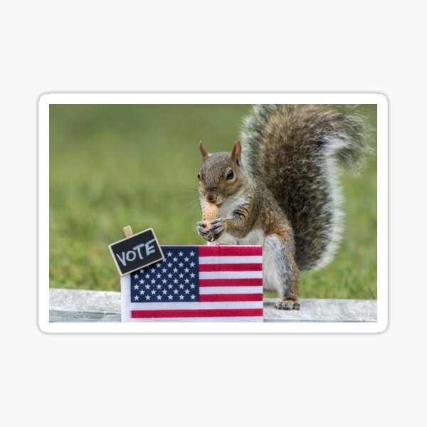 Squirrel VOTE booth election concept with USA flag peanuts for votes Sticker