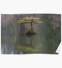 Fairy Lake Fir Poster