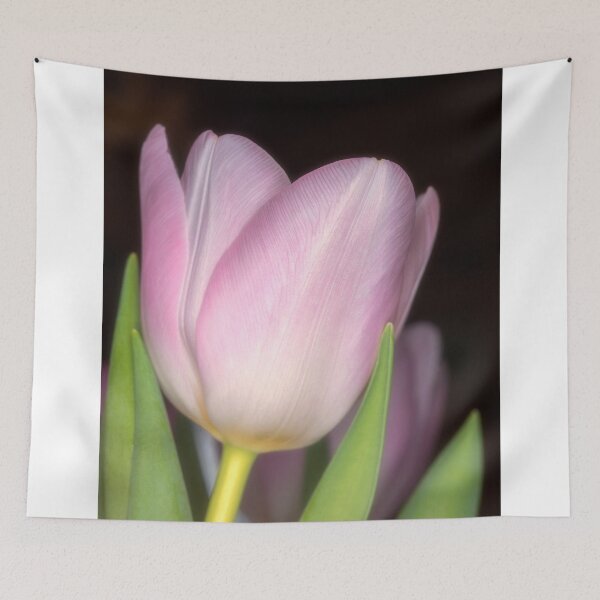 Aperçu de l'œuvre Tulipe rose # 3 créée et vendue par Roger Porter Photography.