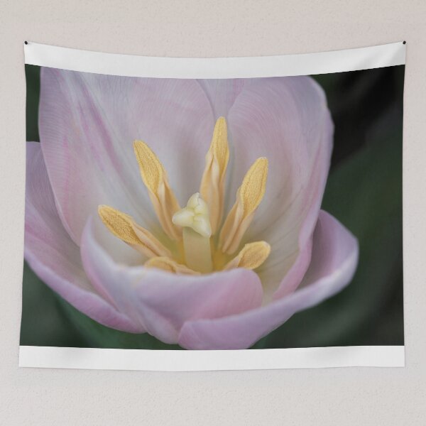 Artikelvorschau, Rosa Tulpe entworfen und verkauft von Roger Porter Photography.