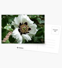 Chinese Tree Peony Postcards