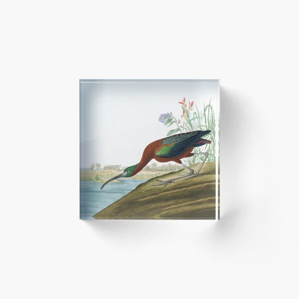Item preview, Scarlet Ibis by John James Audubon designed and sold by TheCurators.