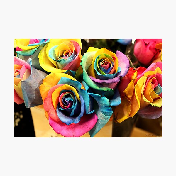 Colorful Bouquet of Rainbow Roses Photographic Print