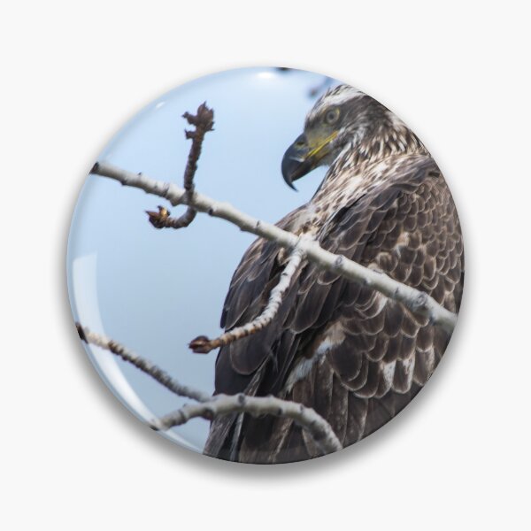 Item preview, Juvenile Bald Eagle. designed and sold by CanadianWild418.