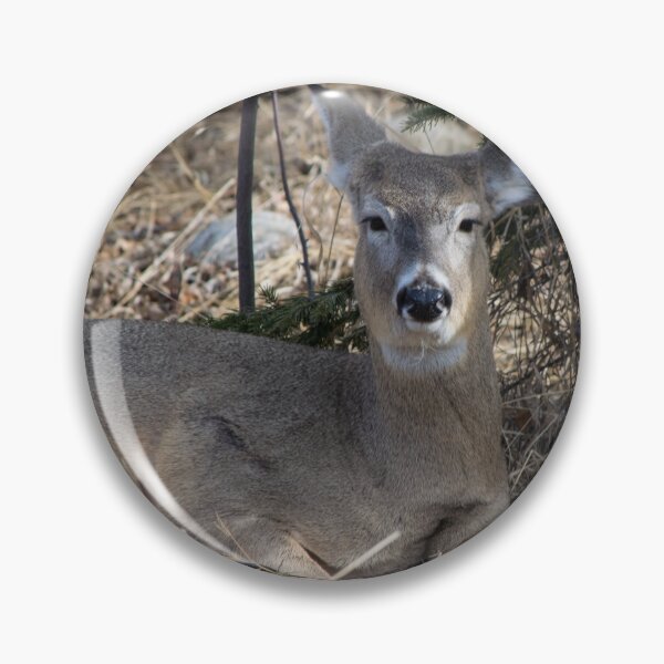 Item preview, White tailed deer chillin. designed and sold by CanadianWild418.