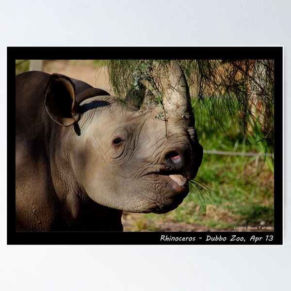 Item preview, Rhino designed and sold by shaynetwright.