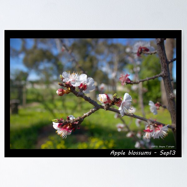 Item preview, Blossums designed and sold by shaynetwright.