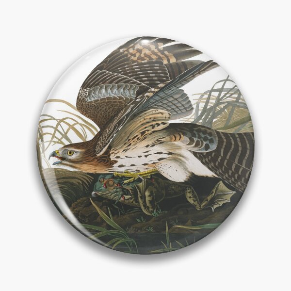 Item preview, John James Audubon - WInter (red-shouldered) Hawk designed and sold by TheCurators.