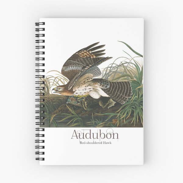 Item preview, John James Audubon - WInter (red-shouldered) Hawk designed and sold by TheCurators.